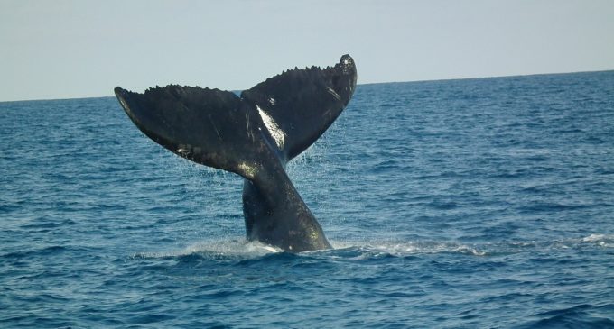В Бразилии волонтеры спасли молодого горбатого кита