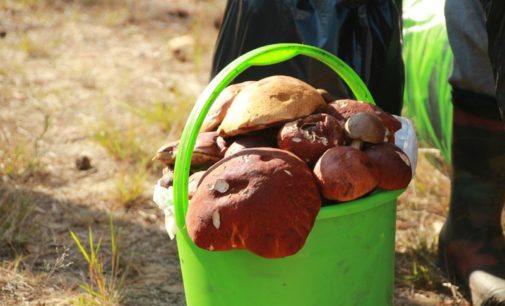 Любители «тихой охоты» поборются за самый большой урожай на фестивале «В Рязани – грибы с глазами»