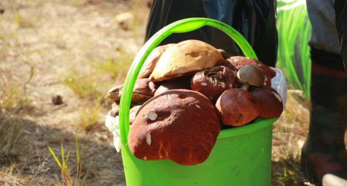Любители «тихой охоты» поборются за самый большой урожай на фестивале «В Рязани – грибы с глазами»
