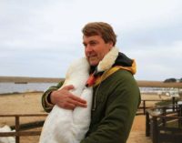 Мужчина спас лебедя и в благодарность птица сделала то, что никто не ожидал увидеть