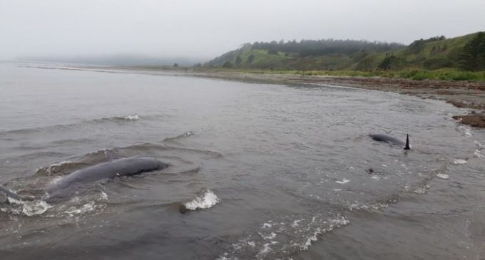На Кунашире спасли двух редких китов