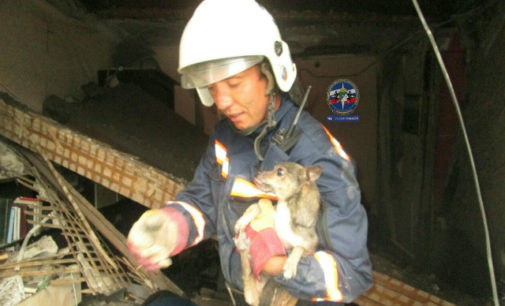 Новосибирские спасатели вытащили собаку из-под завалов после взрыва газа в жилом доме