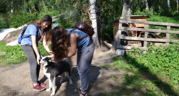 Новосибирские подростки из группы риска помогают приюту для бездомных животных