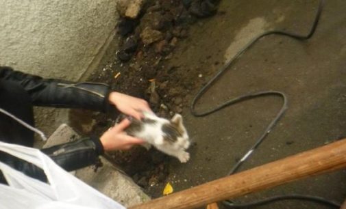 В Киеве из-под бетонной плиты спасли котенка