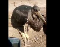 Брошенный родителями птенец черного аиста нашел спасение у амурского фермера