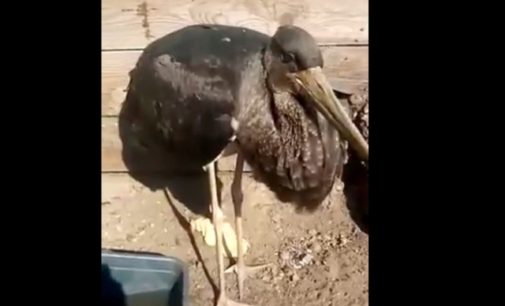 Брошенный родителями птенец черного аиста нашел спасение у амурского фермера
