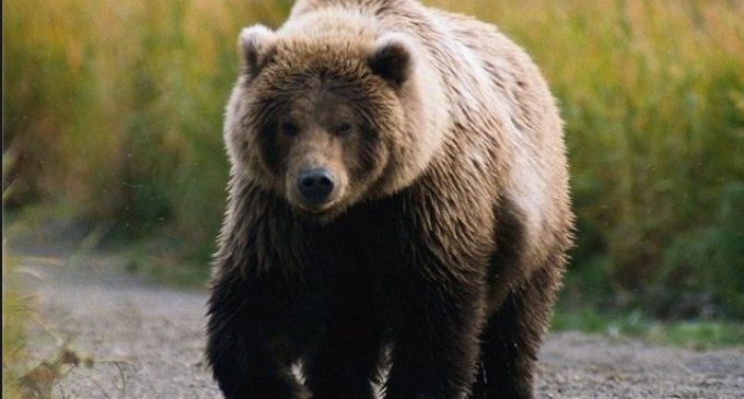 Новый Винни-Пух: в Сети появилось видео спасения застрявшего в окне медведя