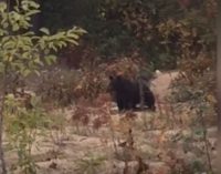 Сахалинцы спасли попавшую в ловушку медведицу