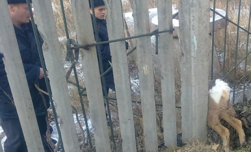 В Иркутской области спасли застрявшую в заборе косулю
