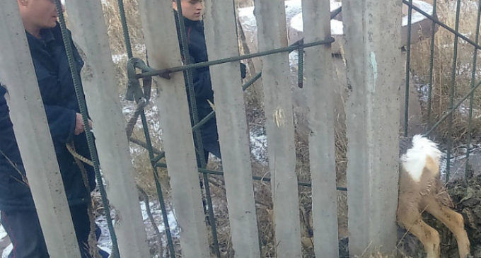 В Иркутской области спасли застрявшую в заборе косулю