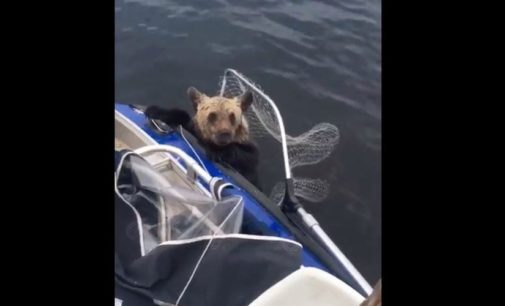 В Карелии рыбаки сачком вытащили из реки тонущего медвежонка