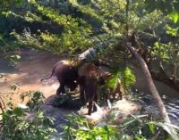 Семья слонов была так благодарна за спасение их детеныша, стала махать спасателям хоботами