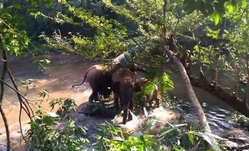 Семья слонов была так благодарна за спасение их детеныша, стала махать спасателям хоботами