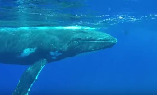 Спасение эколога от акулы китом попало на видео
