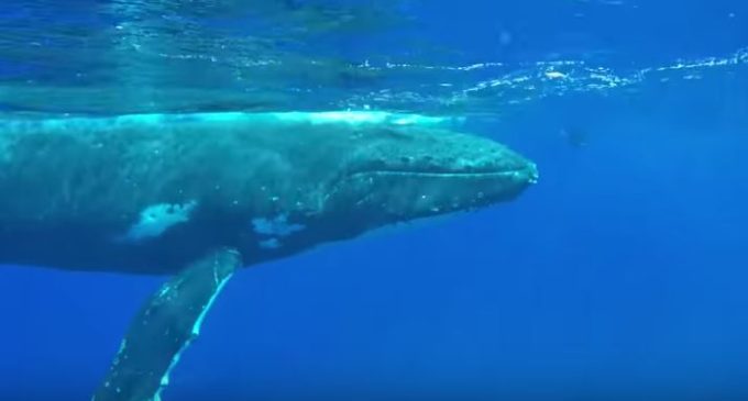 Спасение эколога от акулы китом попало на видео