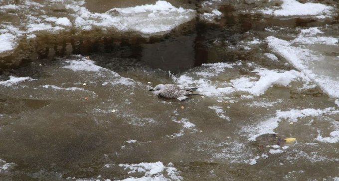 В Петербурге из ледяного плена «вырезали» чайку