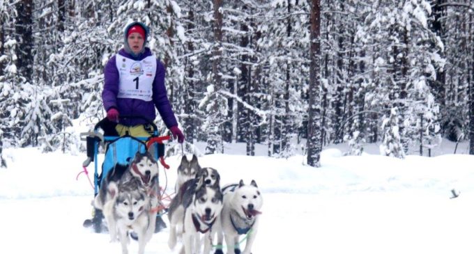 С 26 по 28 января Петрозаводск принимает VI Международные гонки на собачьих упряжках «По земле Сампо»