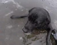 На видео попало спасение лабрадора, который застрял в ледяной воде в Англии…