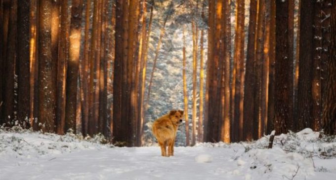 Заблудившимся в лесу уральским подросткам не дали замерзнуть их собаки