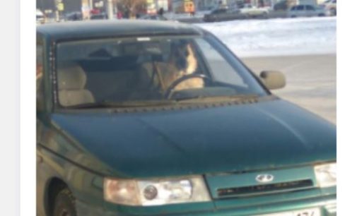 Собака-водитель из Магнитогорска стала звездой соцсетей