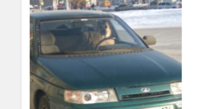 Собака-водитель из Магнитогорска стала звездой соцсетей