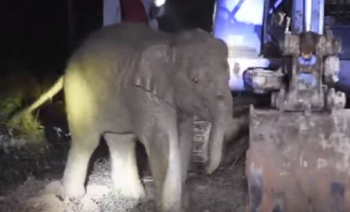 Счастливое спасение слоненка в Таиланде попало на видео