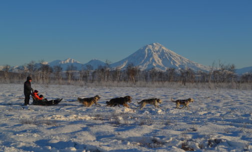 На базе камчатского питомника ездовых собак открылся этнокультурный центр