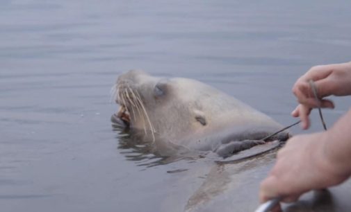 В Канаде спасли самку морского льва от пластиковой удавки