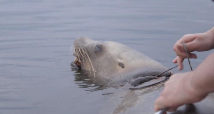 В Канаде спасли самку морского льва от пластиковой удавки