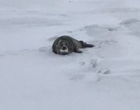 Добровольцы спасли тюленя в Финском заливе
