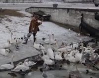Жители Балтийска спасают замерзающих лебедей