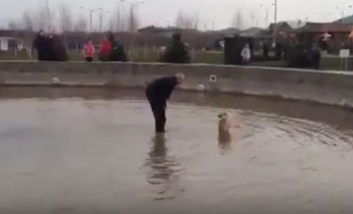 Трогательное спасение упавшей в фонтан собаки