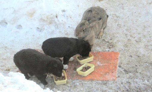 Бездомный кролик воспитал щенков погибшей собаки