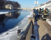 В Петербурге спасали вмерзшую в лед чайку