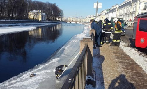 В Петербурге спасали вмерзшую в лед чайку