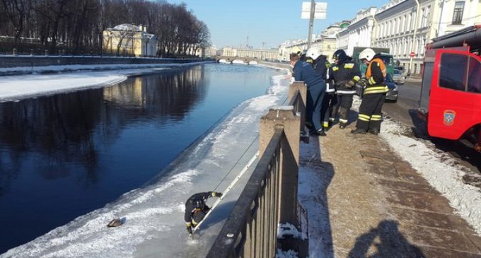 В Петербурге спасали вмерзшую в лед чайку