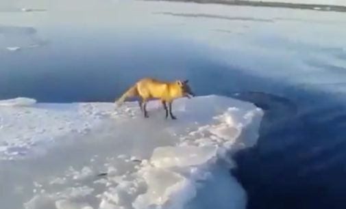 Рыбак из Шлиссельбурга спас лису, застрявшую на льдине