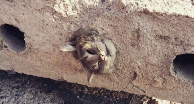 Кошку вытащили из бетонной плиты в Караганде