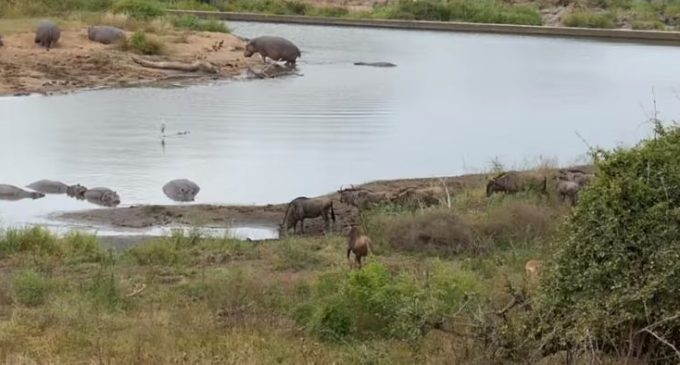 В ЮАР бегемоты вытащили антилопу гну из пасти голодных крокодилов
