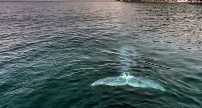 Туристов заманят в Хабаровский край китами
