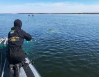 Освобожденный из сетей горбатый кит Лотта поплыл в направлении Швеции
