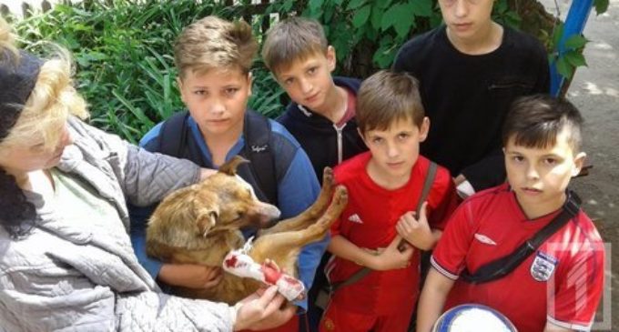 В Кривом Роге дети помогли раненной собаке