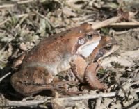 Жители Эстонии спасли огромное количество лягушек и жаб