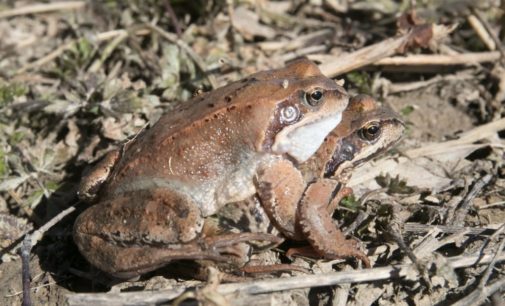 Жители Эстонии спасли огромное количество лягушек и жаб