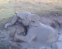 Спасение попавшего в беду слоненка в Индии попало на видео