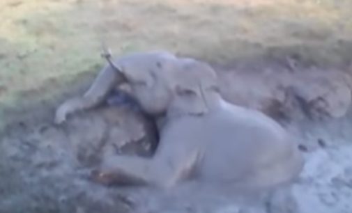 Спасение попавшего в беду слоненка в Индии попало на видео