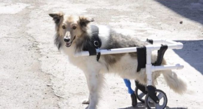 Сбитому машиной псу вживили искусственный протез в Караганде