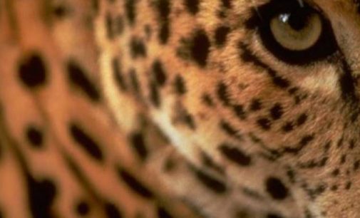 Туристы могут путешествовать по «Земле леопарда»