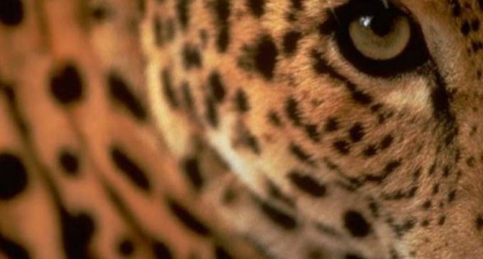 Туристы могут путешествовать по «Земле леопарда»