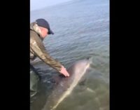 Сахалинцы спасли  обессиленного дельфиненка